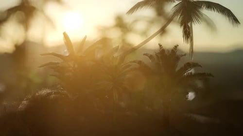 Golden Tropical Sunset Animation with Palm Trees