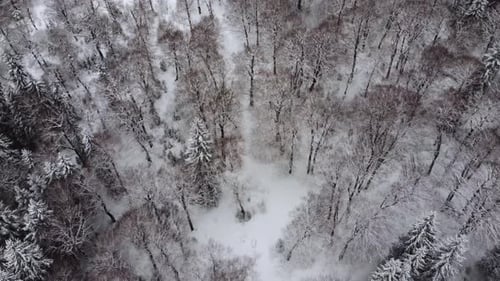 Luftaufnahme des Waldes - Luftaufnahme Winterlandschaft