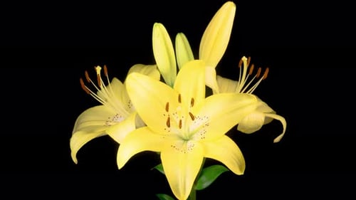 Time Lapse of Opening Beautiful Yellow Lily Flower