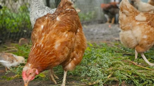 Chickens Eat Green Grass on the Farm