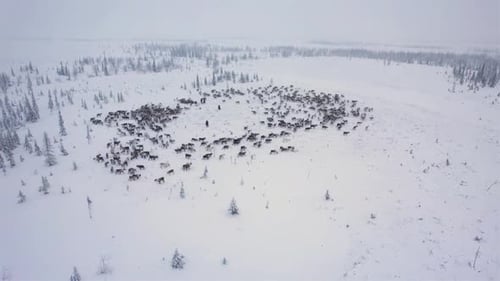 Hirsch auf der Weide