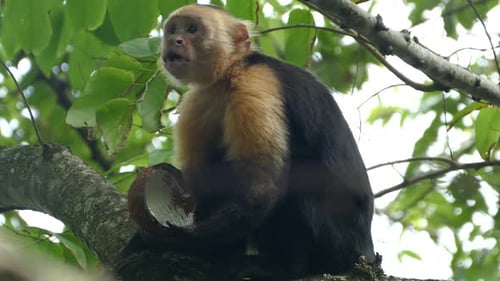 Close up from a capuchin monkey in a tree