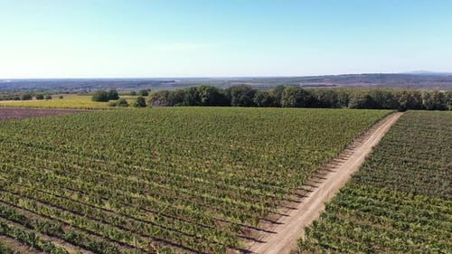 Grapes and Road
