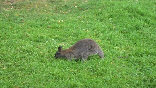 Känguru frisst Gras