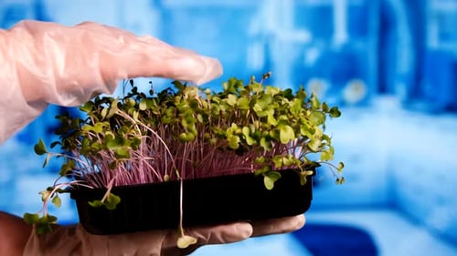 Gros plan des mains d'un scientifique étudiant des micropousses en laboratoire
