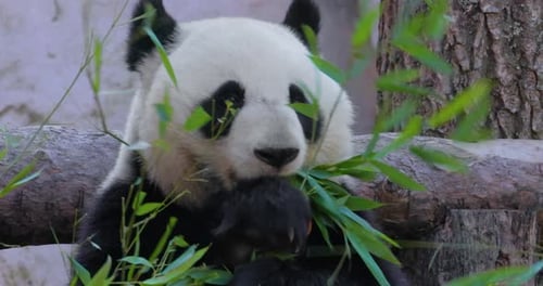 Giant Panda Ailuropoda Melanoleuca Also Known As the Panda Bear