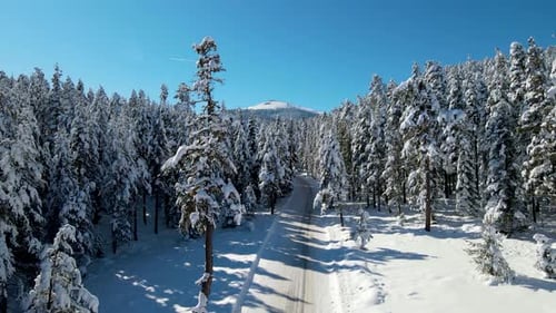 Snowy road through trees and forest