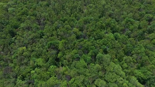 Aerial view of forest. Beautiful aerial view of the tops of forest