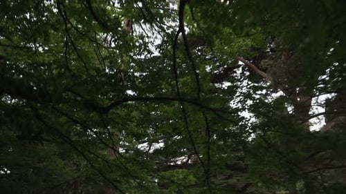 Dreharbeiten aus dem unberührten Steadicam-Filmmaterial in Bewegung unter den dicken hohen Bäumen im Wald.