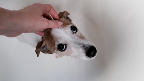Loving Hand Pets Adorable Jack Russell Terrier