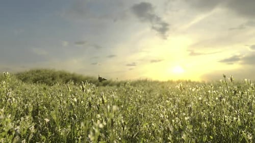 Schöne Wildblumen und Schmetterling im Morgendunst in der Natur