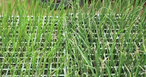 Fresh Green Stalk Chives Seedlings Is For Sale On Public Market. - Tracking Shot
