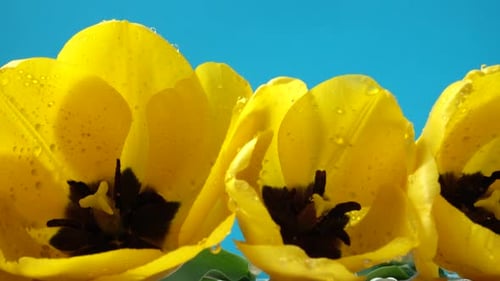 Yellow Tulips with Water Droplets on Blue Background