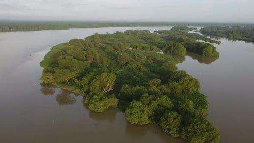 Aerial view egret birds habitat at tree