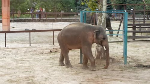 Two elephants are walking in the closed territory of the zoo. Elephants in captivity in zoos