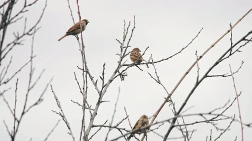 Birds
