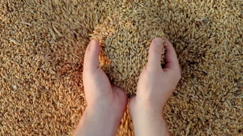 Hands Scooping Up Pile of Wheat Seeds
