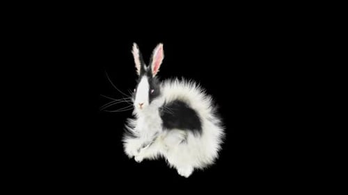 Fluffy Black And White Rabbit Hopping Animation Loop