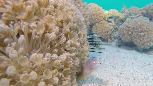 Moray Eel Peeks from Soft Coral Underwater