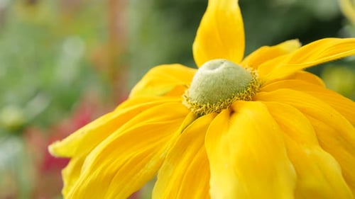 Rudbeckia hirta Irish Spring flower shallow DOF close-up petals and pistil 4K 3840X2160 30fps Ult