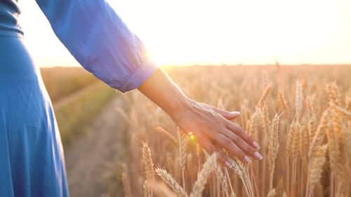 Female Hand Touching Wheat on the Field in a Sunset Light