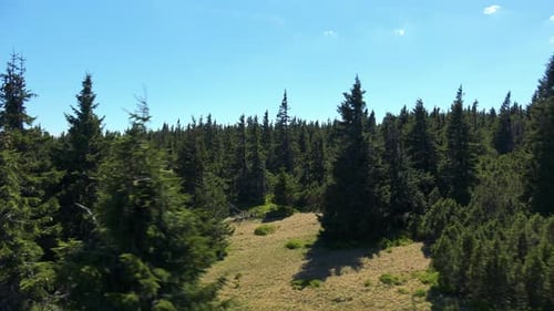 Wald mit Bäumen an sonnigem Sommertag - Luftaufnahme