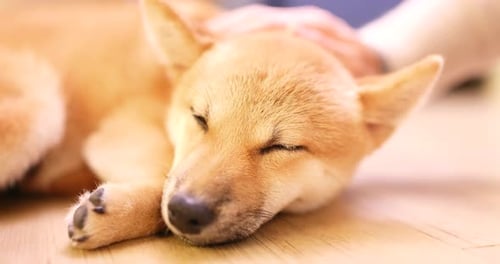 Shiba Inu in the living room