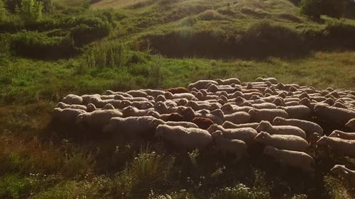 Herd of Sheep Moving Through Grassy Green Field