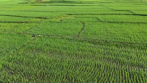 Aerial drone view of agriculture in rice fields for cultivation