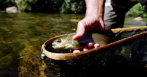 Hombre atrapando truchas marrones en una red de pesca