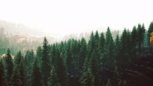 Sunlight in Spruce Forest in the Fog on the Background of Mountains at Sunset