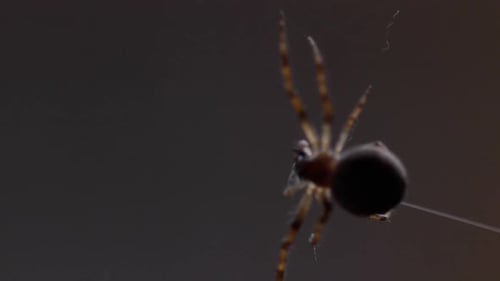 Spider Weaves a Web