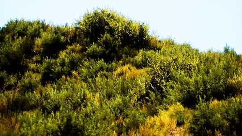 Beach Dunes with Long Grass