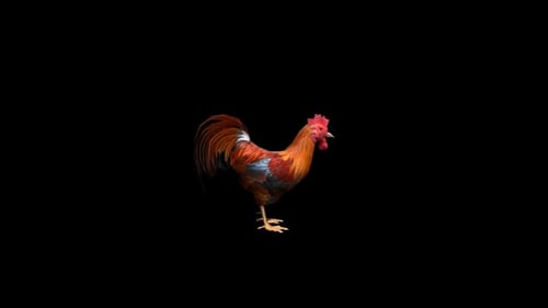 Rooster Idle Transparent Alpha Loop