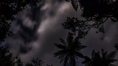 Céu noturno na floresta tropical