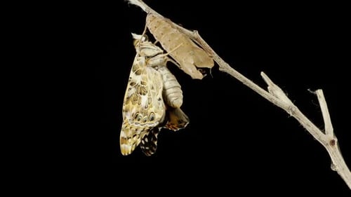 Cocoon Butterfly Zeitraffer