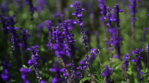 Bee Pollinating Vibrant Purple Flowers in Summer Garden