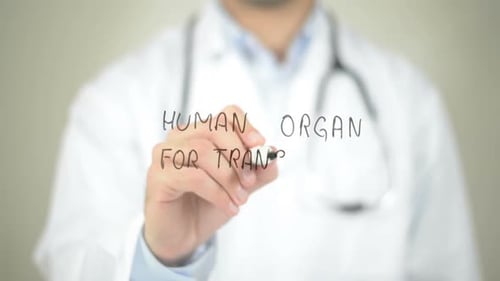 Menschliches Organ für Transplantation, Arzt schreibt auf transparentem Bildschirm