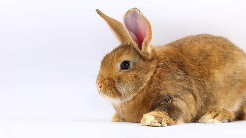 Beautiful Brown Rabbit Resting on White Background
