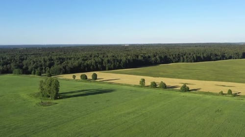 Summer Forest and Field with Trees. Wild Nature. Aerial View