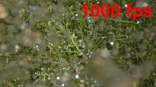 Morning Dew on Green Grass