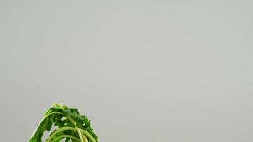 Fresh Turnips With Vibrant Green Leaves
