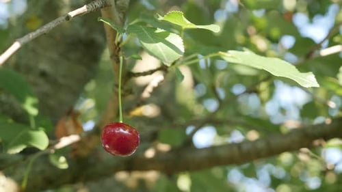 Cherry fruit tree with juicy red piece close-up 4K 2160p 30fps UltraHD footage - Prunus cerasus org