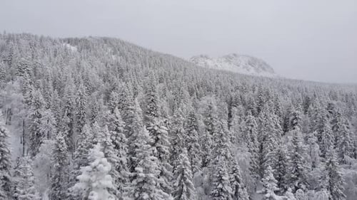 Aerial View of a Snowy Winter Forest During a Snowfall Coniferous Mountain Forests