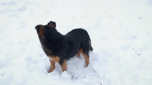 Alone Dog in Winter Forest
