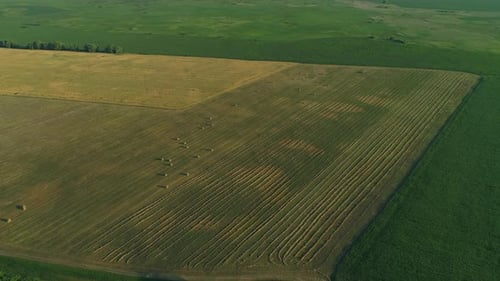 Drone Wide Shot Haystack and Harvesting Dry Grass Aerial Hay Bales at Field