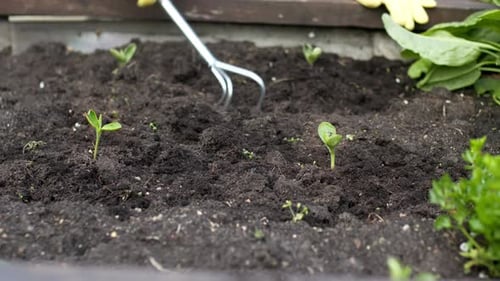 Gardener tending to small seedlings in raised bed