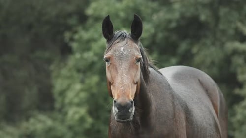 Pferd