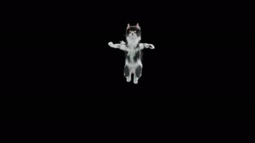 Katze springt 4K