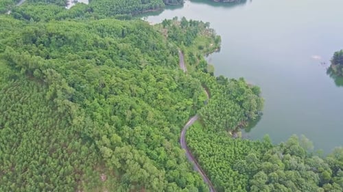 Drone survole les bois tropicaux et la route au bord du lac